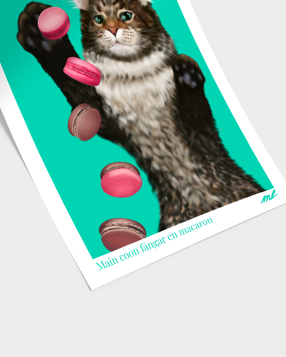 Main coon fångar en macaron